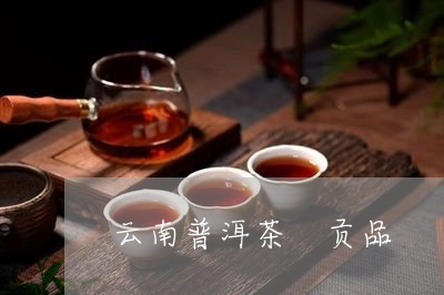 云南普洱茶 贡品/2023041124948